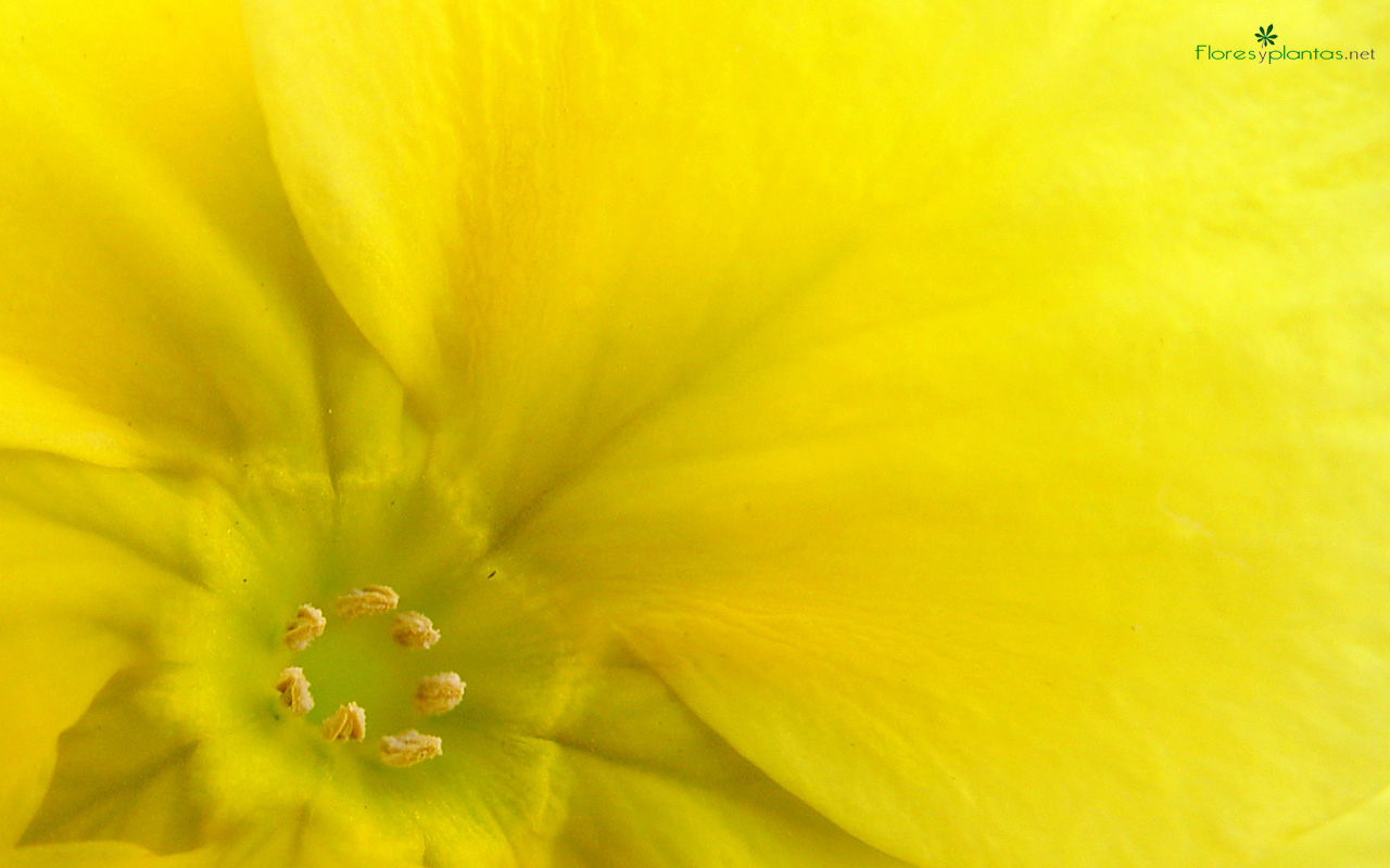 fondo-pantalla-flor-dorada-1280-800