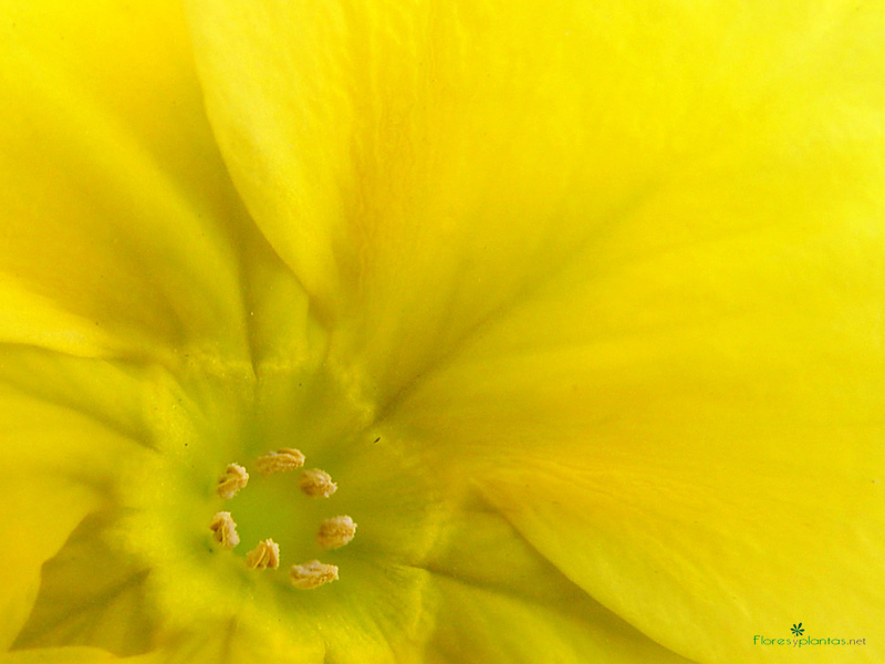 fondo-pantalla-flor-dorada-800-600