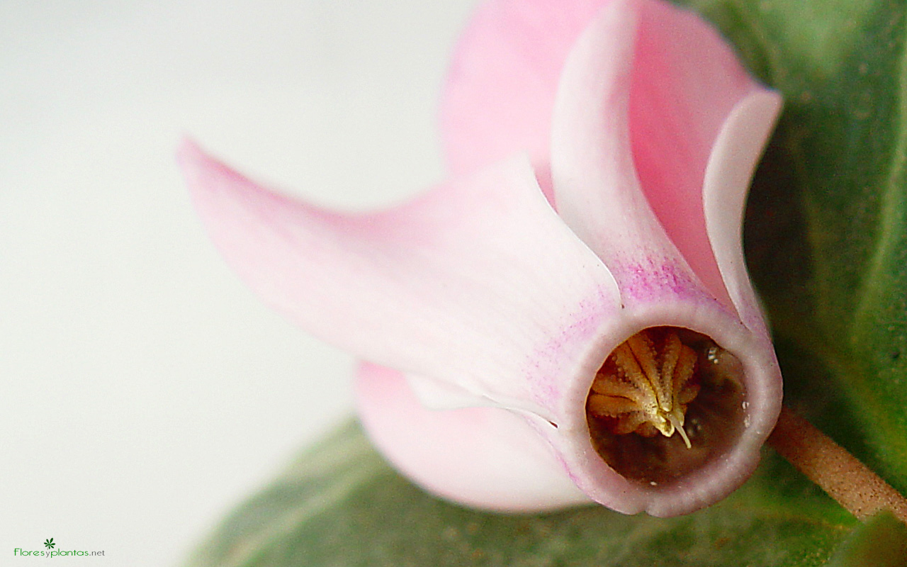 fondo-pantalla-la-entrada-de-la-flor-1280-800