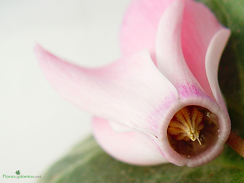 fondo-pantalla-la-entrada-de-la-flor-800-600