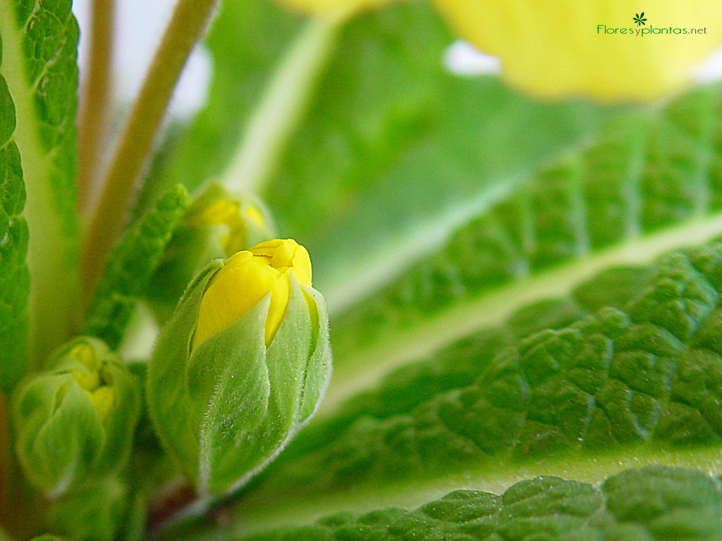 fondo-pantalla-primavera-verde-1024-768