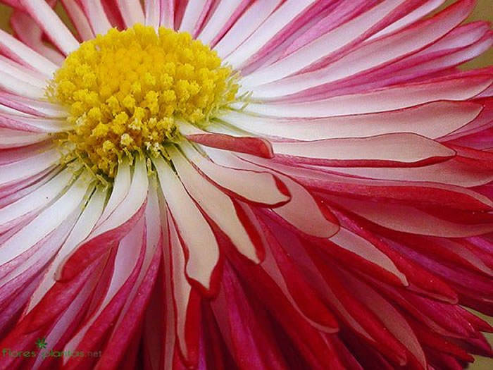 fondo pantalla de flores | Revista de Flores, Plantas, Jardinería, Paisajismo y Medio ambiente fondo pantalla de flores | Revista de Flores, Plantas, Jardinería, Paisajismo y Medio ambiente