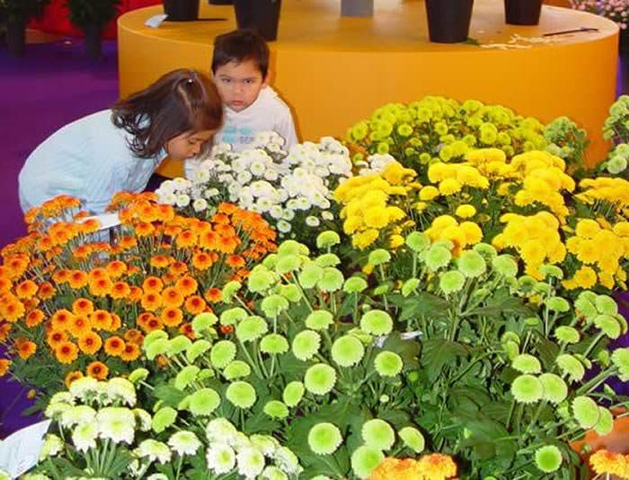 flores y plantas