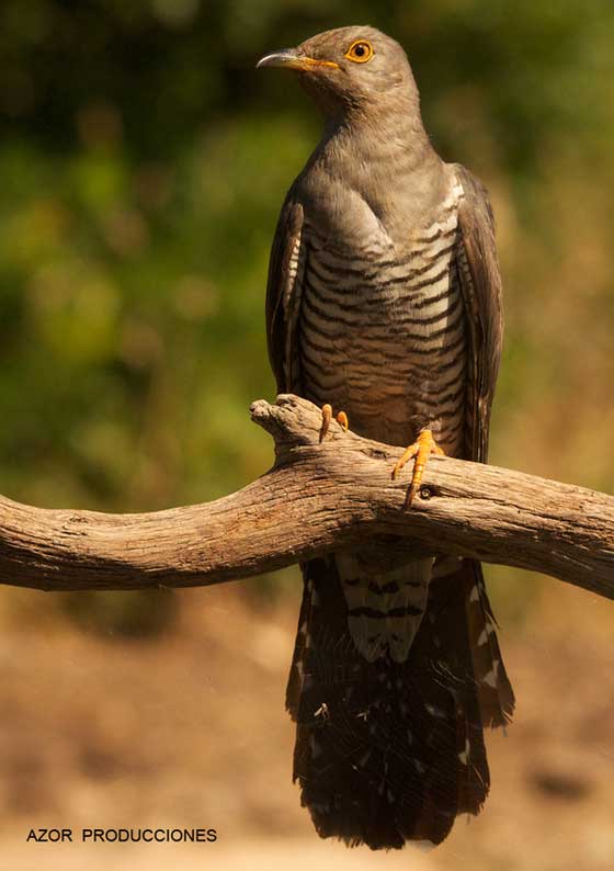 Fotografía de naturaleza