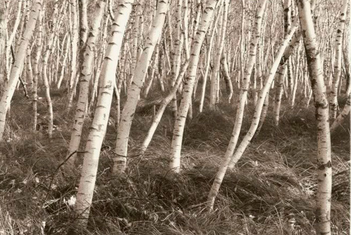 Fotografía de Tom Zetterstrom Acadia Birch Grove, 2006