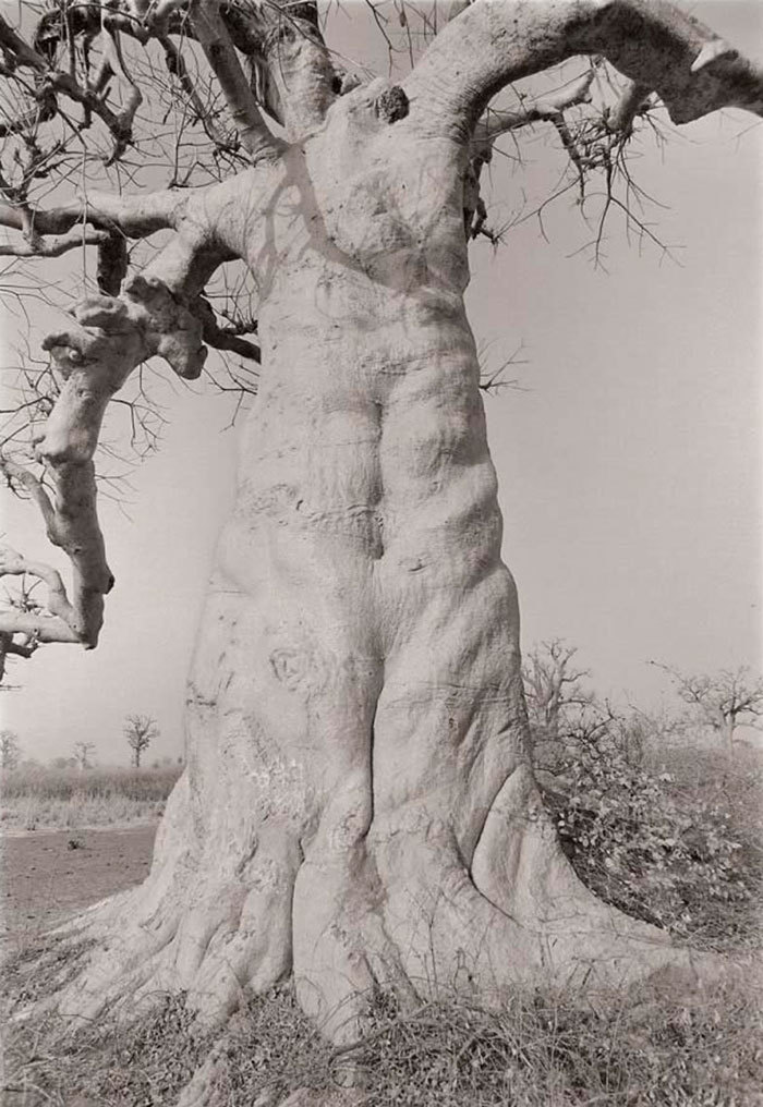 Fotografía de Tom Zetterstrom Baobab, 1983 en Senegal