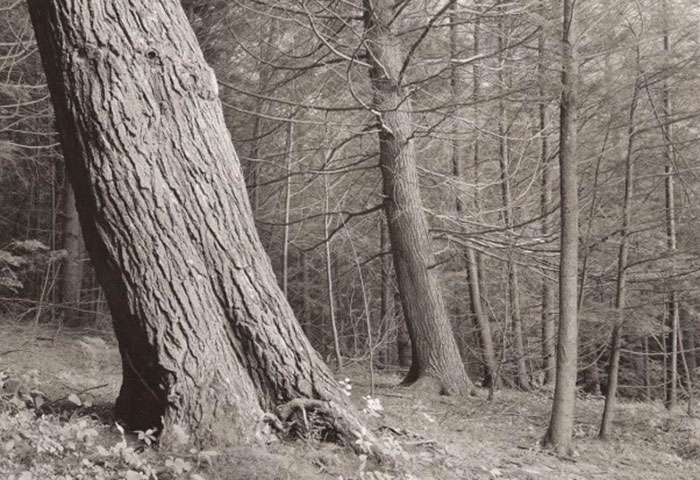 Fotografía de Tom Zetterstrom Hemlock Succession, 1993