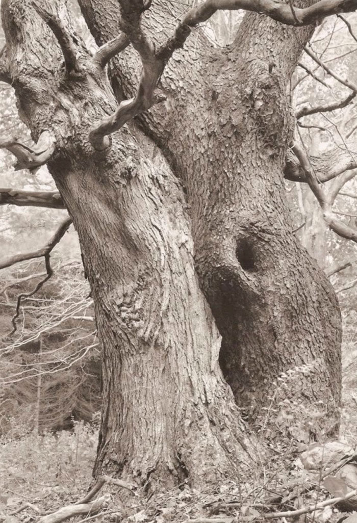 Fotografía de Tom Zetterstrom Maple and Cherry, 1994