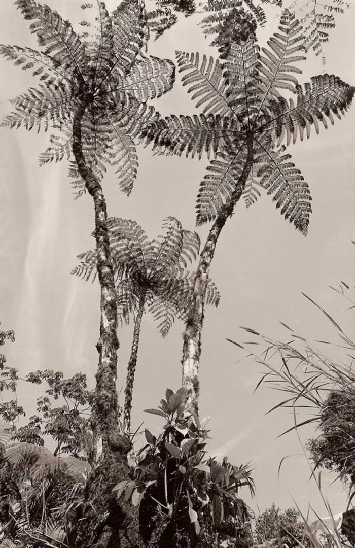 Fotografía de Tom Zetterstrom Tree Ferns, 1992 en Costa Rica