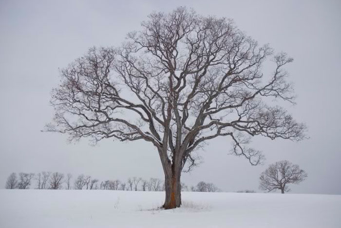 Fotografía de Tom Zetterstrom Twin Oaks