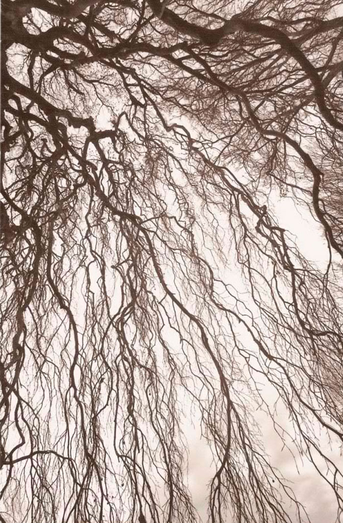 Fotografía de Tom Zetterstrom Weeping Beech, 1999