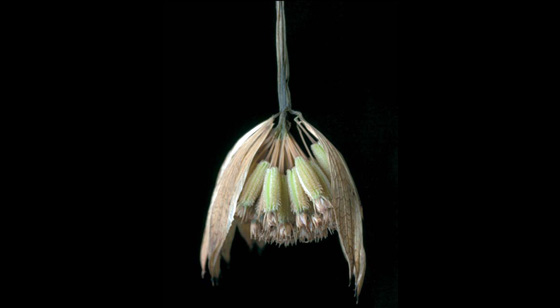 Fotografía de Edvard Koinberg en Herbarium Amoris, Floral Romance