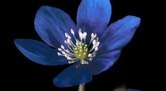 Fotografía de Edvard Koinberg en Herbarium Amoris, Floral Romance