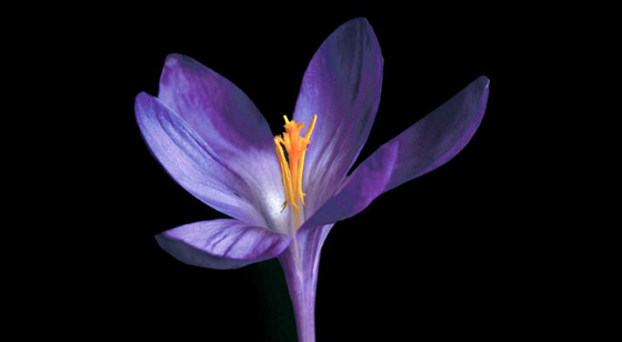 Fotografía de Edvard Koinberg en Herbarium Amoris, Floral Romance