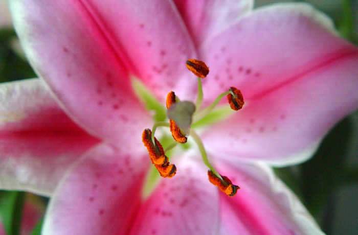 Fotografías de flores de Lilium