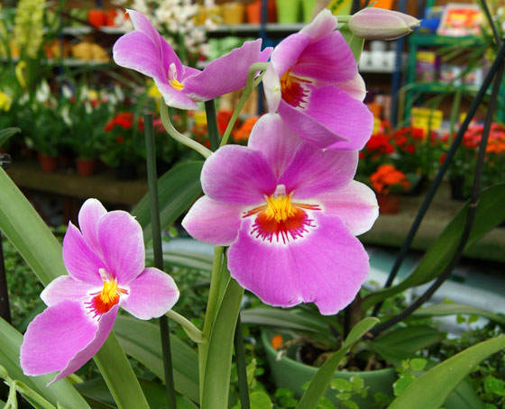 Fotos de flores de Miltonia