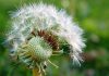 Consejos para fotografiar flores y plantas