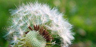 Consejos para fotografiar flores y plantas