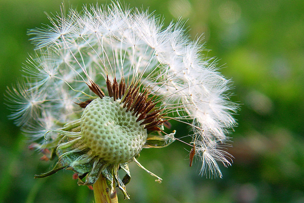 Consejos para fotografiar flores y plantas