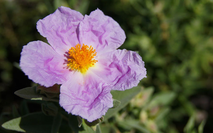 Consejos para fotografiar flores y plantas