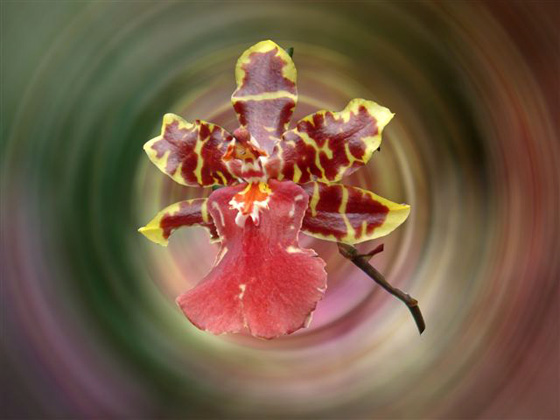 Fotografías de orquídeas para concurso | Revista de Flores, Plantas,  Jardinería, Paisajismo y Medio ambiente