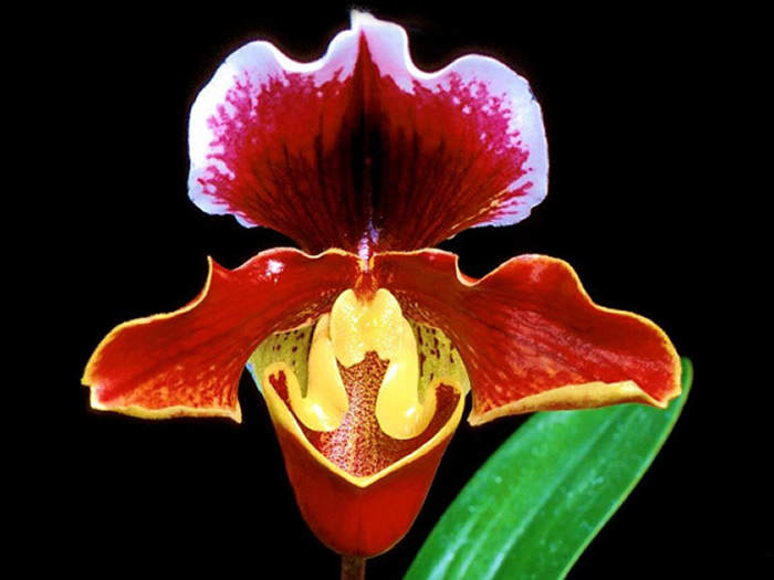 Foto  de orquídea