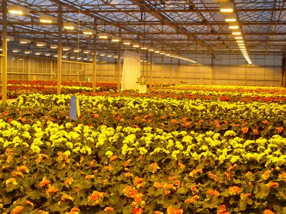 Fotoperiodo en Begonias Elatior