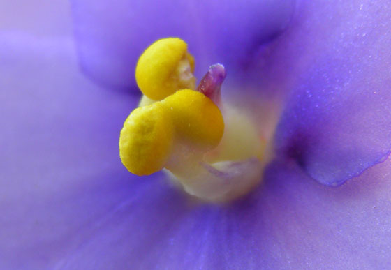 Fotos de flores azules de Saintpaulia