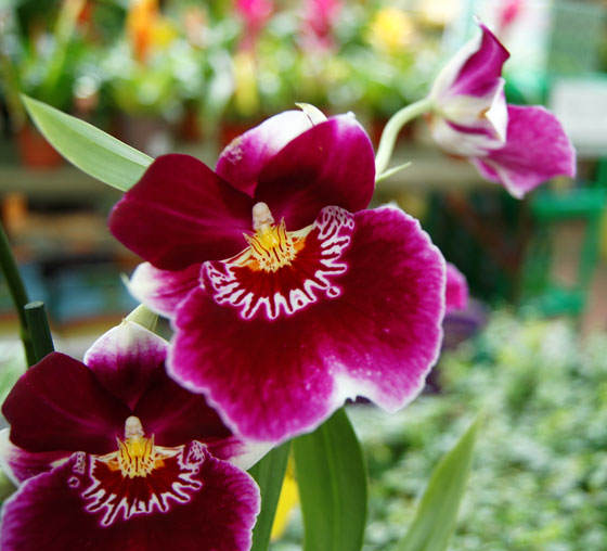 Fotos de flores de Miltonia
