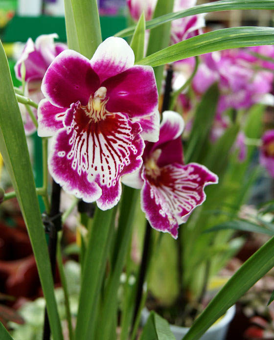 Fotos de flores de Miltonia