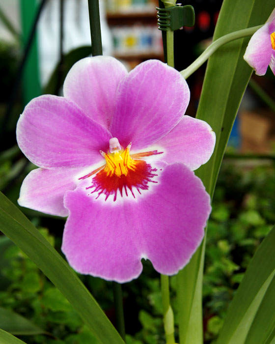 Fotos de flores de Miltonia