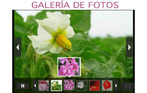 fotos-de-flores
