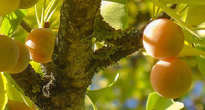 5 Piezas De Semillas De Fruta De Ginkgo Biloba Semillas De árbol De Ginkgo Orgánico Semillas De Ginkgo Hermosas Hojas Volando Como Mariposas Semillas No Modificadas Geneticamente 
