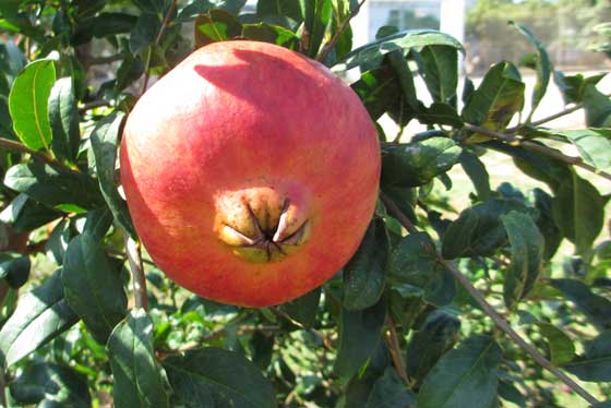 Fruto de granado