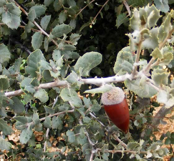 Semillas de Quercus ilex o encina
