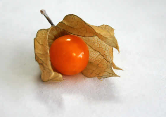 Fruto de Physalis Alquequenje