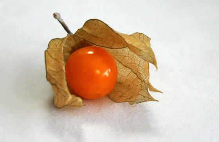 fruto physalis