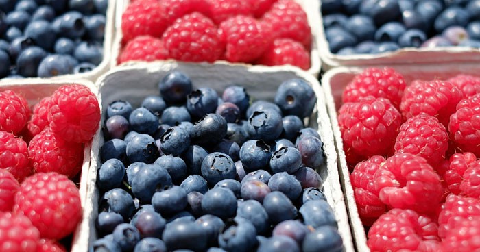 Frutos de arándano recolectados