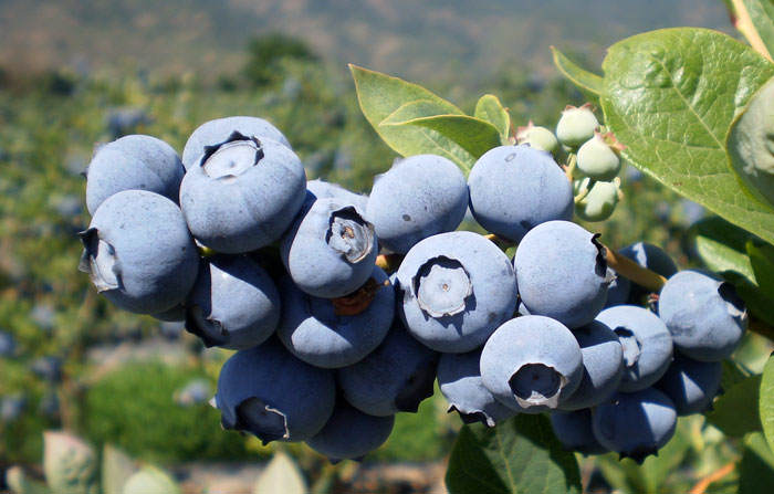 Frutos de arandano azules