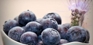 Frutos de arándano recolectados