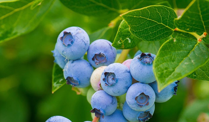 Frutos de arandano