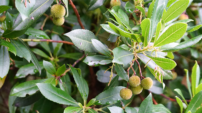 Frutos de Arbutus unedo