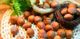 Frutos de avellana
