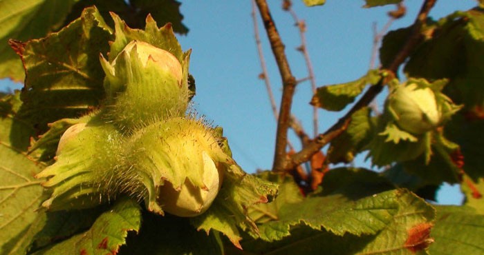 Frutos de avellana