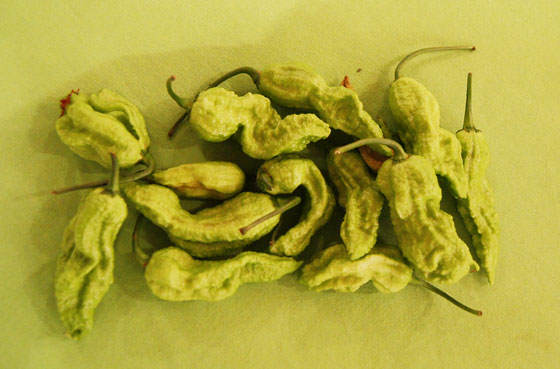 frutos del chile Bhut jolokia