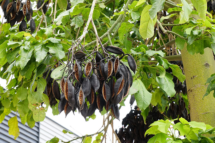 Frutos de Brachychiton acerifolius