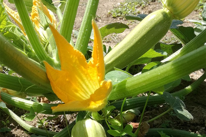 Humato potásico como bioestimulante agrícola