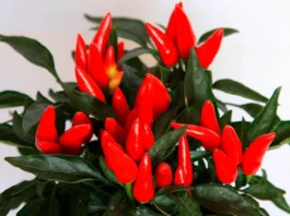 Frutos de Capsicum ornamental o guindilla