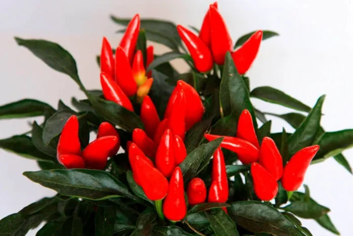 Frutos de Capsicum ornamental o guindilla