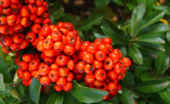 Frutos de Cotoneaster rojo